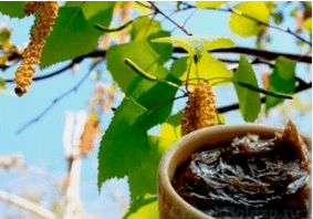 Birkenteer aus dem Pilz